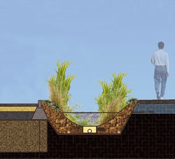 Des plantes dépolluantes